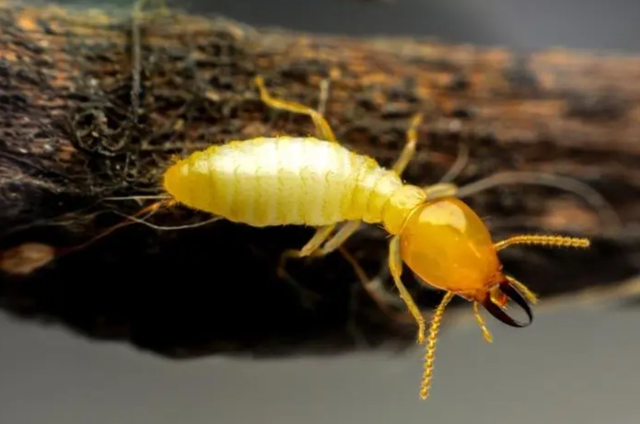 谈谈白蚁鲜为人知的一面，白蚁对人类有哪些益处