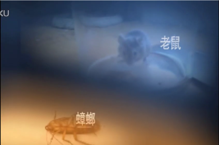 卫生flash动画、拱墅区卫生局四害宣传片,苍蝇,蚊子,蟑螂,老鼠动画宣传片