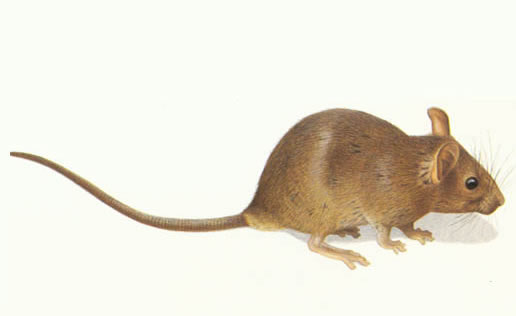小家鼠
