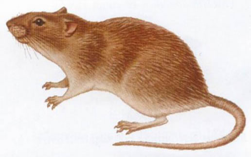 褐家鼠