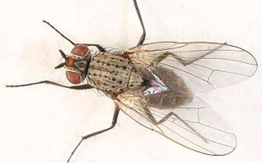 家蝇