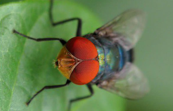 大头金蝇