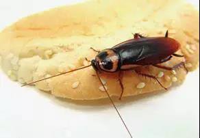 蟑螂的生物习性及危害