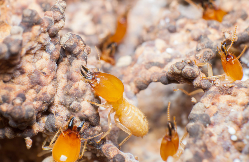 白蚁王国的故事