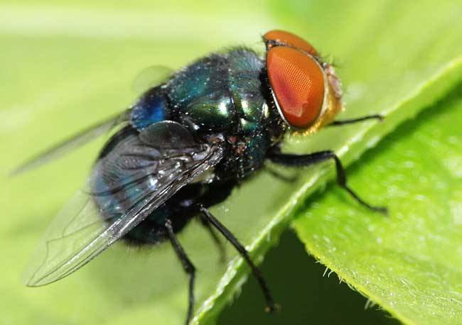 苍蝇的食性及寿命