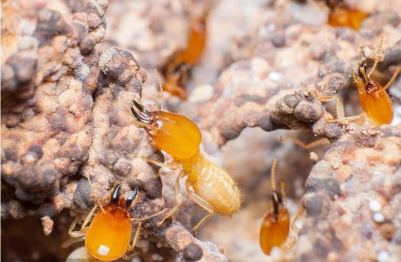 高效灭白蚁的五种方法