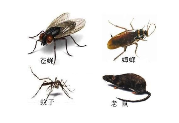 “除四害”， 一个时代的集体记忆