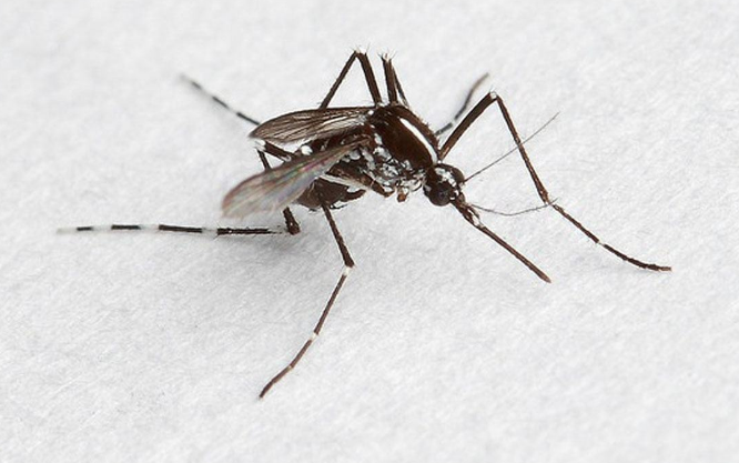 如何有效防治蚊虫