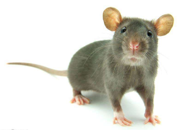 被老鼠咬出血了怎么办