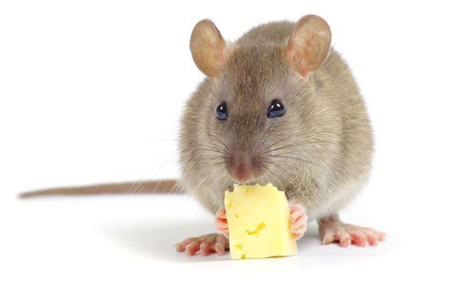 家庭灭鼠小经验