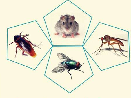 除“四害”生活小窍门