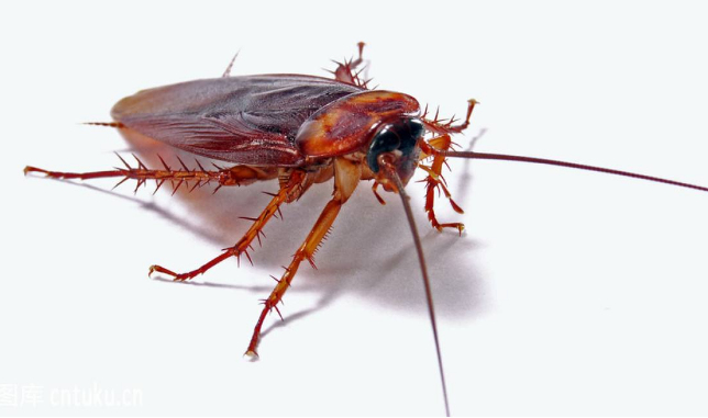 消灭蟑螂的误区