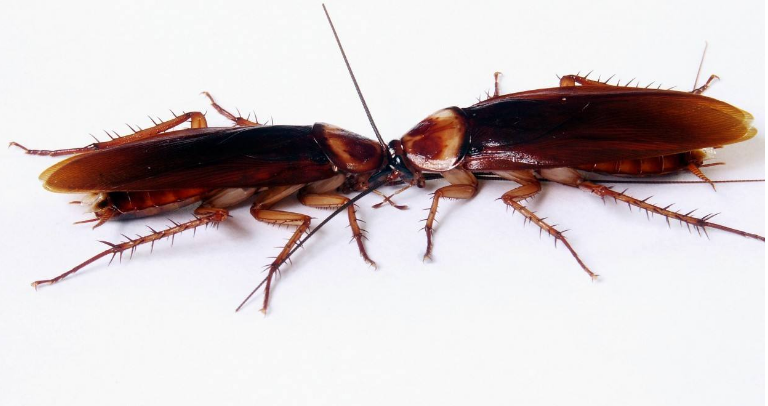 家用电器里为什么有蟑螂