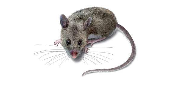 关于鼠疫，您应该知道的