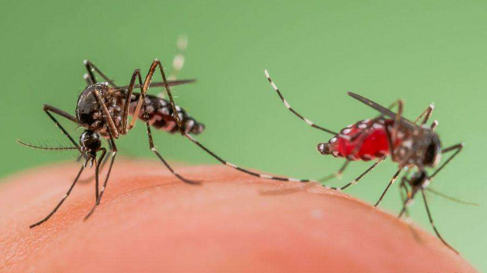 杀虫防虫小技巧