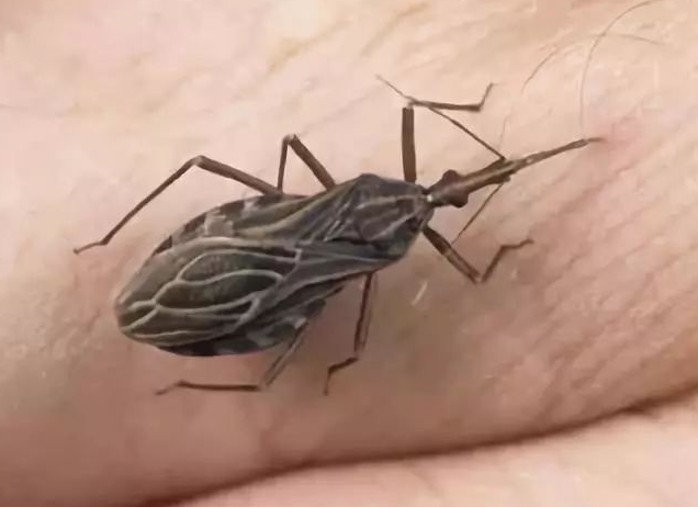 传播“新型艾滋病”,被咬致命!这种虫国内8元1只悬赏中