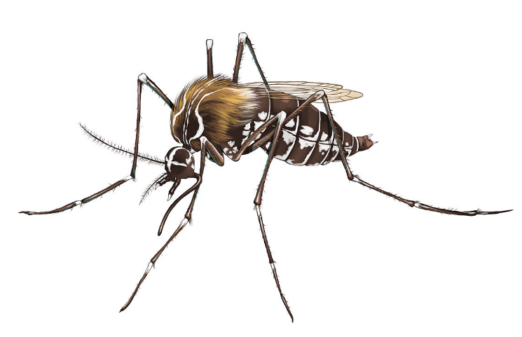 以蚊治蚊 国卫院防治登革热