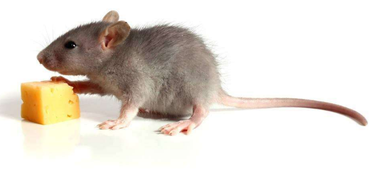 如何高效防鼠灭鼠