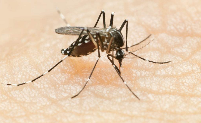 台风过境后，家庭亟需做好蚊虫防控