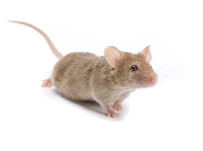 台风过后，家庭如何做好防鼠措施