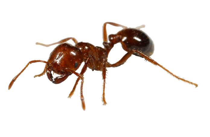 专业公司消除小区红火蚁忧患