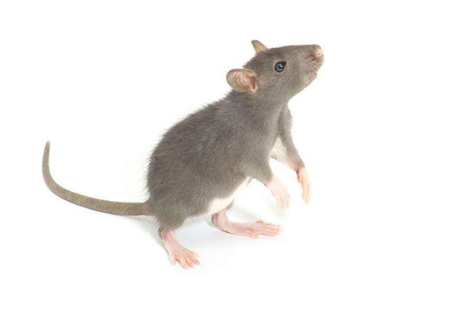 带你认识老鼠的本领