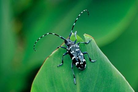 广东口岸首次截获检疫性有害生物皱翅白点墨天牛