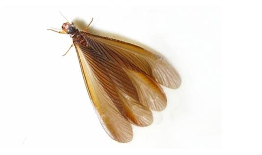 灭杀白蚁有技巧,千万别喷杀虫水