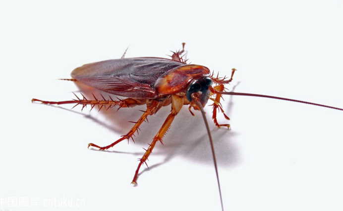 害虫防治误区之灭蟑六大误区