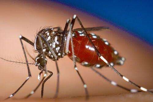 泰国暴发登革热疫情已致69人死亡!我们亦应多加防范