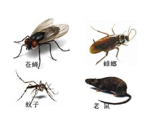 各类新式武器亮相除四害"战场" 16个街道已试点