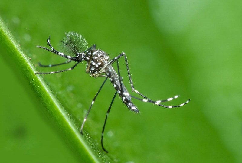 切实做好卫生防疫消杀  盐田全面开展登革热防控工作