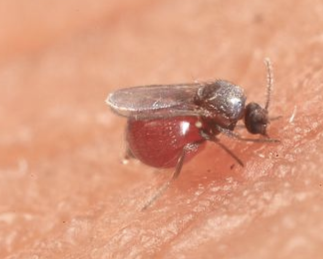 消杀“小黑虫” 提升人居环境 弥勒“台湾蠛蠓”消杀行动取得实效