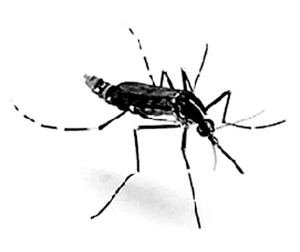 灭一只越冬蚊等于少千只“蚊二代”,正是最佳消杀期