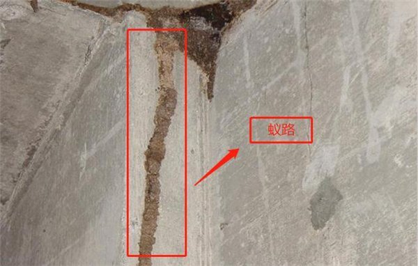 房屋建筑白蚁防治教程分享