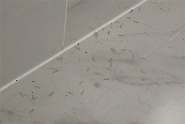 家里有白蚁预兆什么?